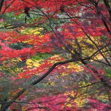 見事なカラーコントラスト。