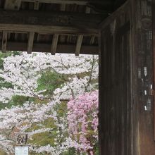 参道にある桜。見事です。
