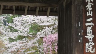 紅葉も良いけど桜もね。