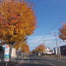 美しい楓並木が続きます