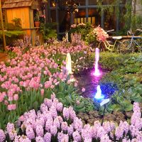 噴水も立派ですが花園も感動ものです