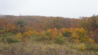 紅葉真っ盛り！