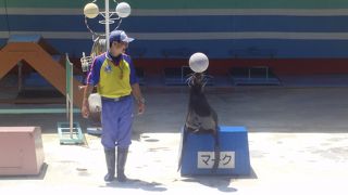 観光船に乗って、やってきましたイルカ島