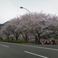 隠れた桜の名所です。