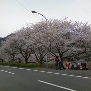 隠れた桜の名所です。