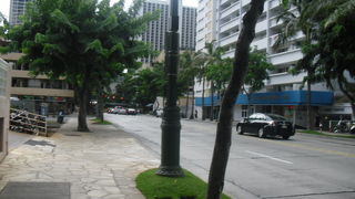 街路樹の花がきれい