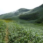 群馬県と新潟県にまたがる花の百名山