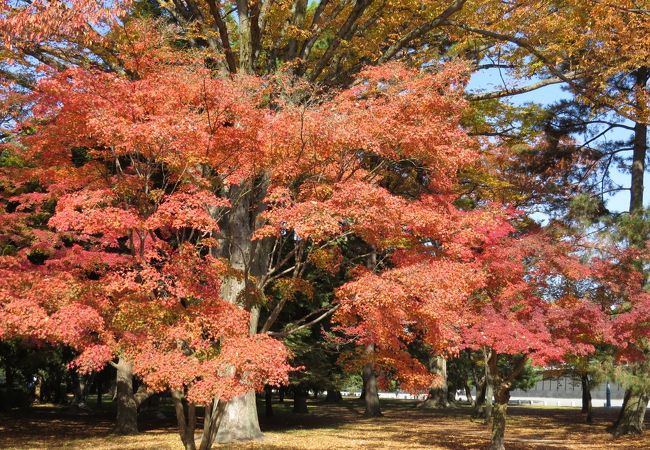 木々が綺麗に手入れされています。