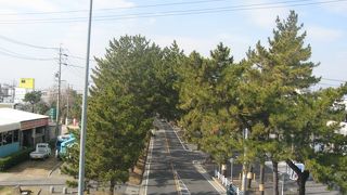 歩道橋の上から見渡せる松並木