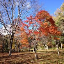 紅葉した木々が綺麗だった。