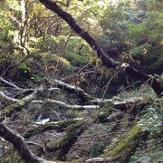 夫婦滝  黒川温泉