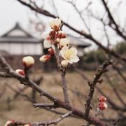 観梅のお寺