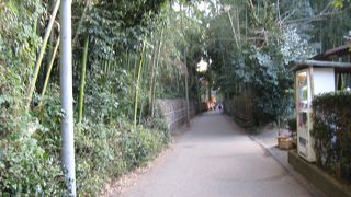 深い竹林に覆われた道、嵯峨野に来ましたね