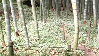 虫除けスプレー必須！