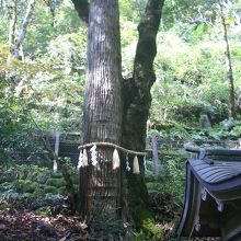 連理の杉　杉と楓がくっついてます