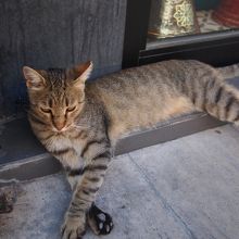 やっぱりネコもいます。