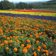 小規模ですが花畑が綺麗でした。