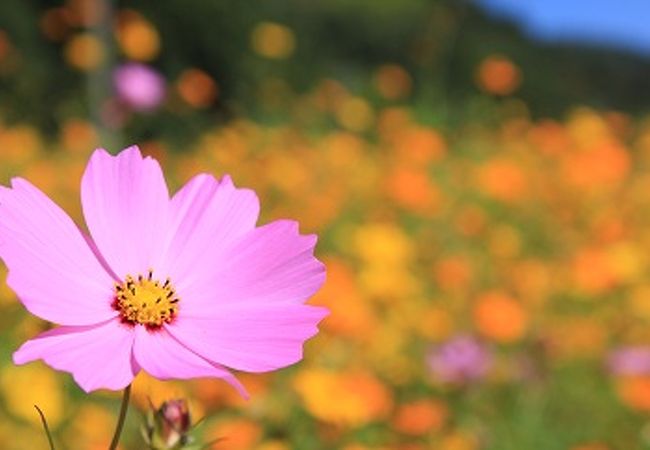  志方東コスモスまつり