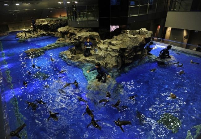 すみだ水族館 クチコミ アクセス 営業時間 浅草 フォートラベル