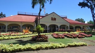 周囲はパイナップル畑