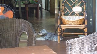 これぞ森カフェ