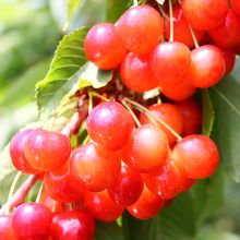 たしか・・佐藤錦？満足（＾＾）