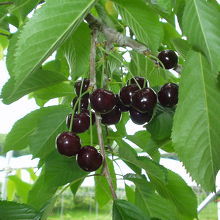 黒い品種も。とっても甘かった。