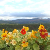 ナスタチウムの花越しに眺める雪山