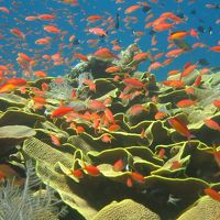 目の前の海は珊瑚にお魚がた〜くさん