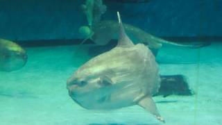マンボウの泳ぐ水族館