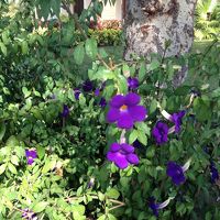 ガーデンにさく花