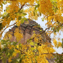 ゴールデンシャワーとチェディ