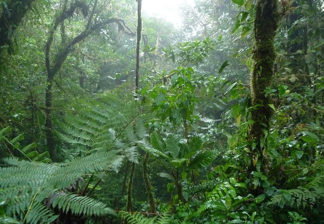 樹上に着生植物が多くみられます