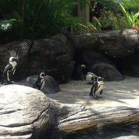 ペンギンと亀がいます