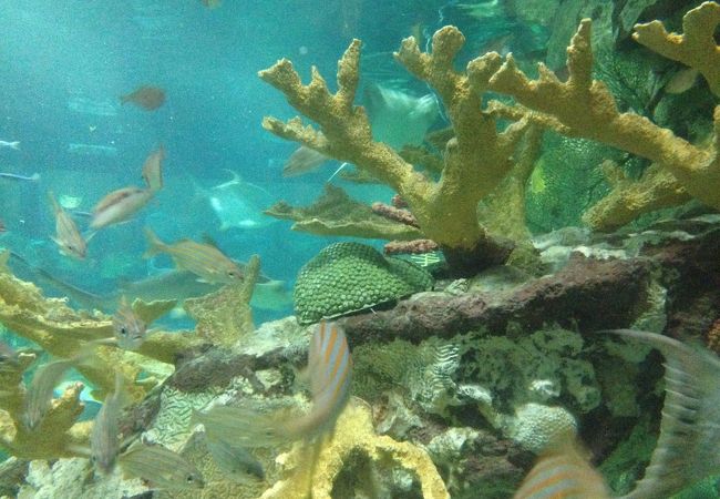 シェッド水族館