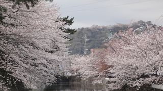 桜の満開の時に行きました。