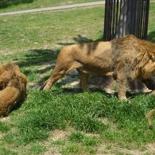 サファリーパークの動物たち