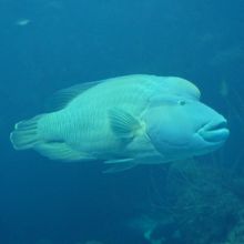 水族館の魚