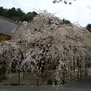 円山公園の桜&#127800;