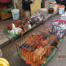 生きた鶏もうってます。