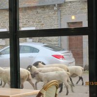 羊のご帰宅（食堂より）