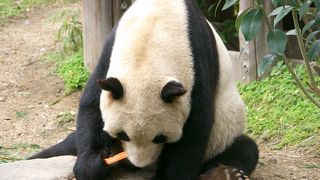 神戸でパンダに会える