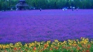 美しいラベンダー畑