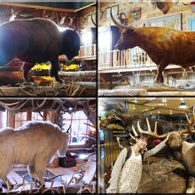 『Bass Pro Shops』　色々な動物の剥製があり写真