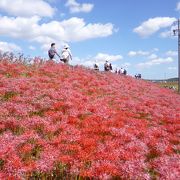 今年はちょうどお彼岸の頃が良かったようです