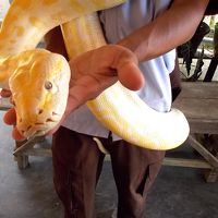 ビーヘーもおりまっせ