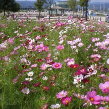 駅前の公園にはコスモスがたくさん。
