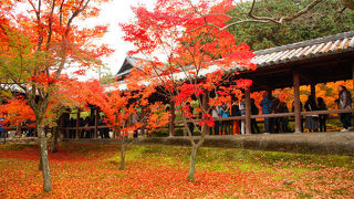 紅葉シーズンは押し合いも。