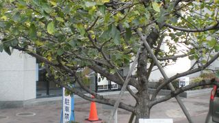 少し葉が色づいてきた