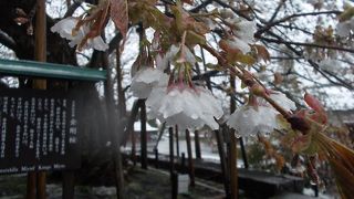 大輪の素晴らしい山桜